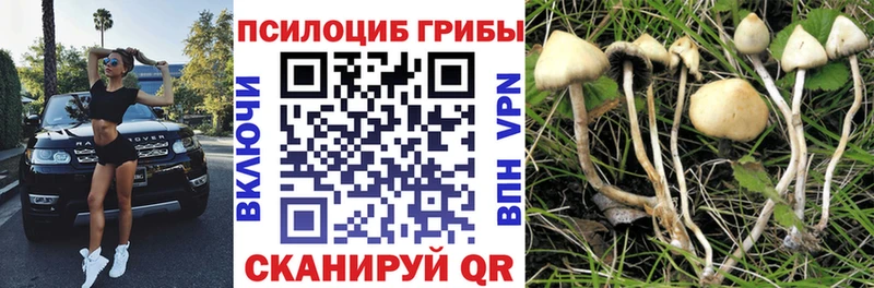 Галлюциногенные грибы Psilocybe  Печора 
